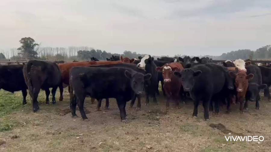 Lote 33 Novillitos en Gral. Las Heras, Buenos Aires