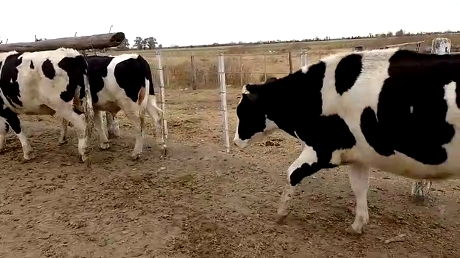 Lote 4 Novillos en Sunchales, Santa Fe