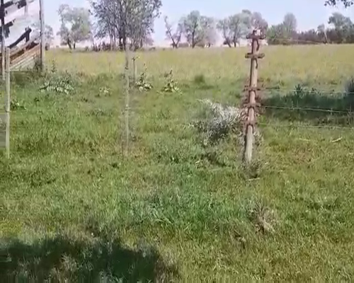 Lote 23 Vaquillonas C/ gtia de preñez en Tapalqué, Buenos Aires