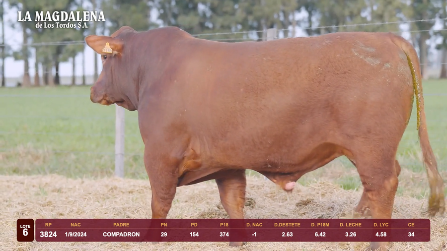 Lote Lote 6 - Brangus