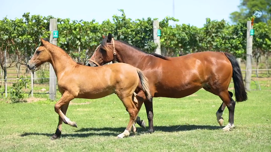 Lote Jaguatirica La Higuera - Cabaña La Higuera