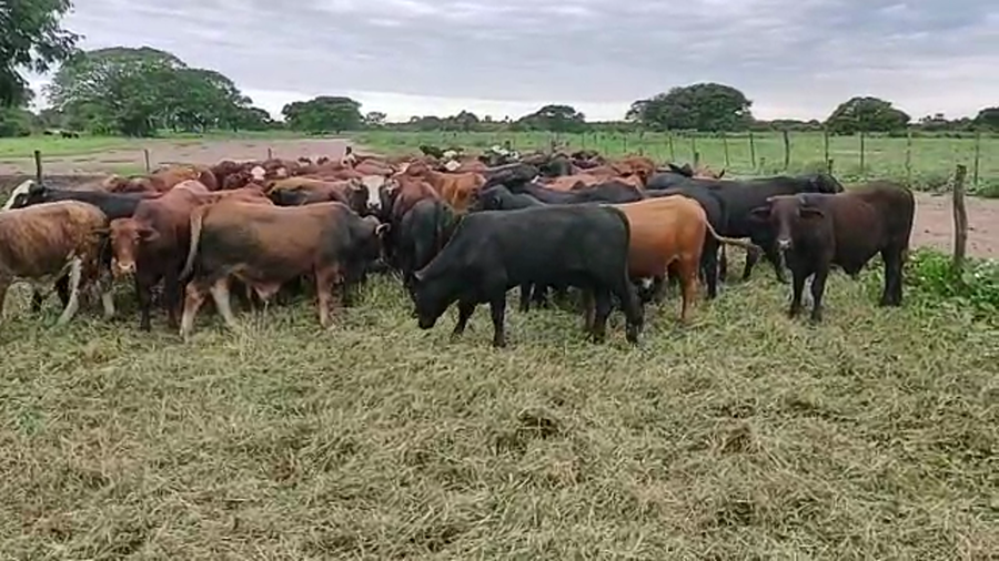 Lote 110 Terneros en Gral. San Martín, Chaco