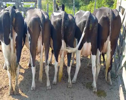 Lote Hugo Albertengo