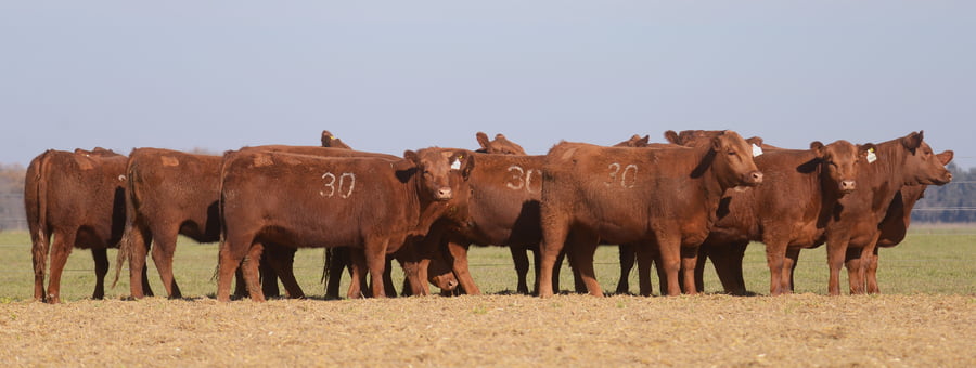 Lote VAQUILLONAS ANGUS PC PARICION OTOÑO