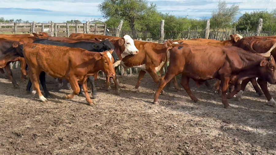 Lote 60 Terneros en Corrientes, Curuzu Cuatia