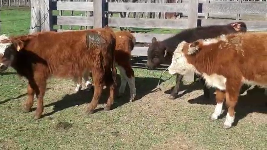 Lote 10 Terneros cruzas