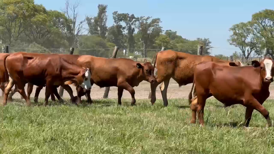 Lote 550 Novillitos en Corrientes, Mercedes
