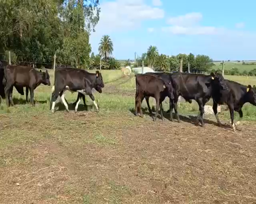 Lote Terneros y Terneras