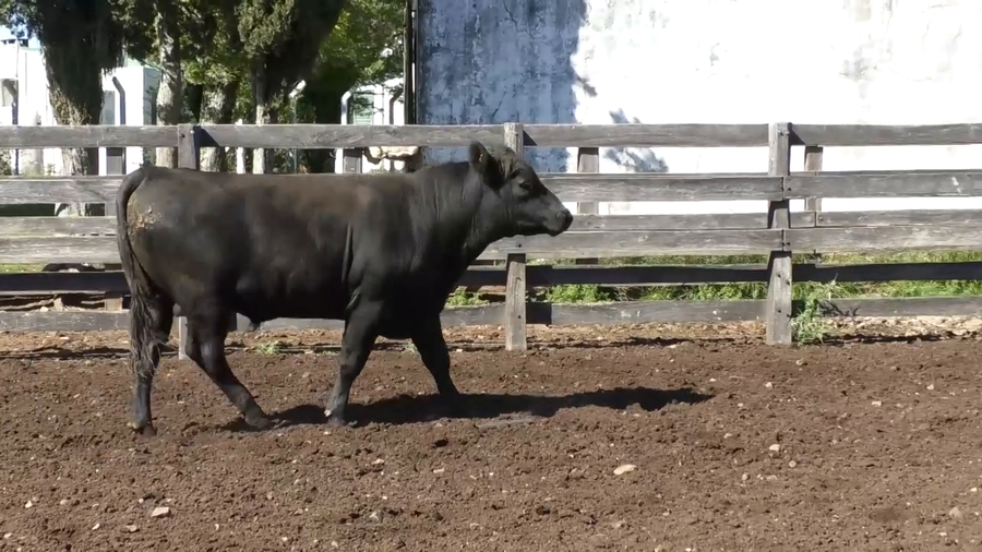 Lote Toro 2 años