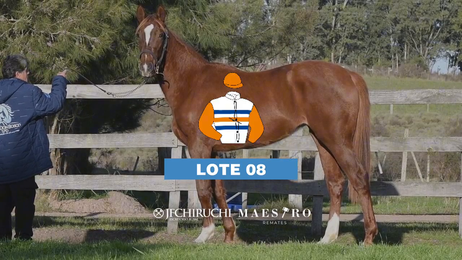 Lote MAJESTUOSA VERVE