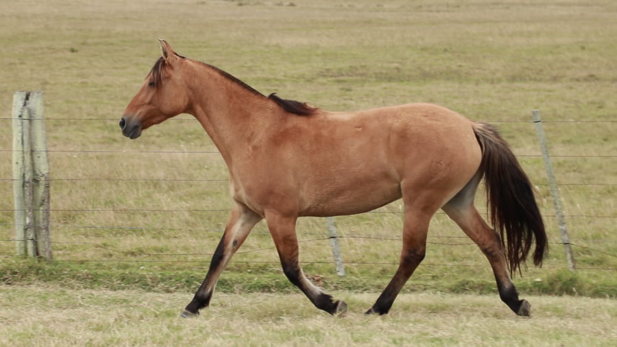 Lote REDOMONA Carbonera 5