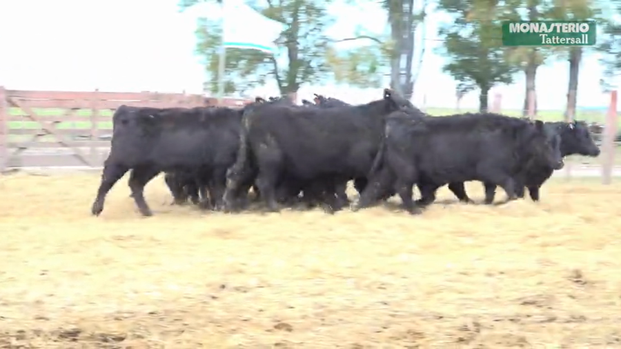 Lote Terneras Tres Molinos