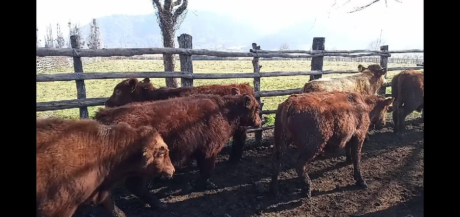 Lote 51 Ternero en Curicó, VII  Región Maule