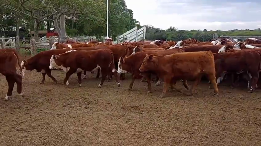Lote 70 Terneras en Corrientes, Mercedes