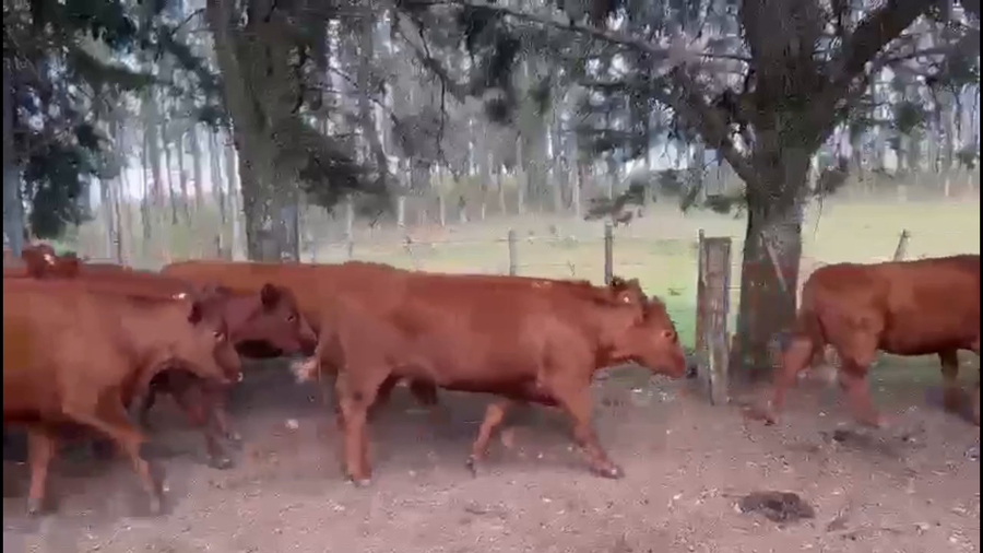 Lote 58 Vientres preñados en Rocha