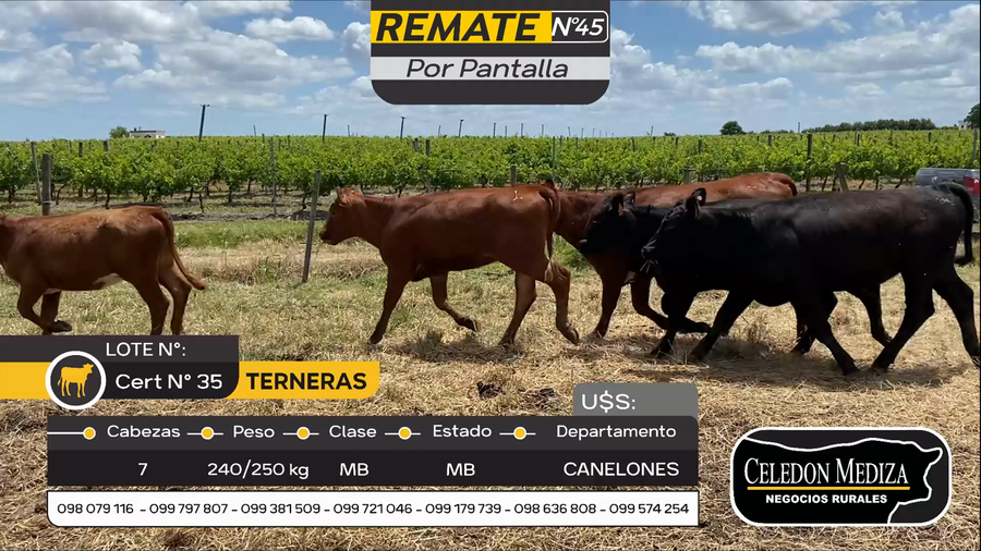 Lote 7 Terneras en Parador Tajes, Canelones