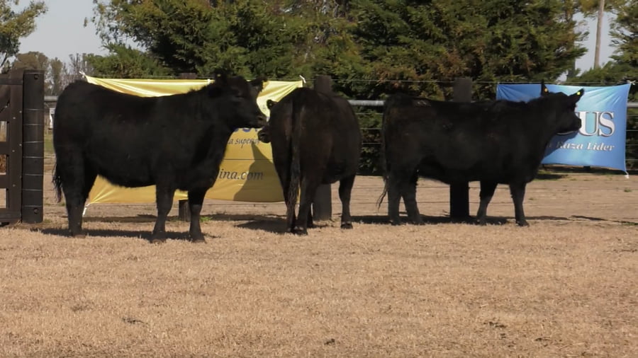 Lote VAQ.  ANGUS PC PREÑADAS PARICION PRIMAVERA