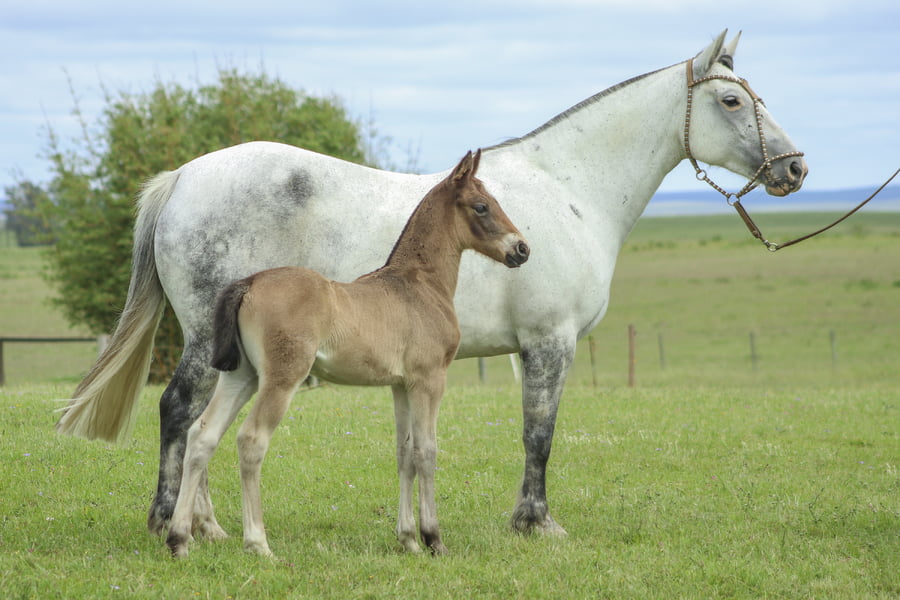 Lote MORENA LINDA DE LOS CARDOS