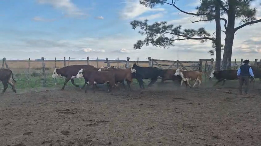 Lote 70 Vaquillonas