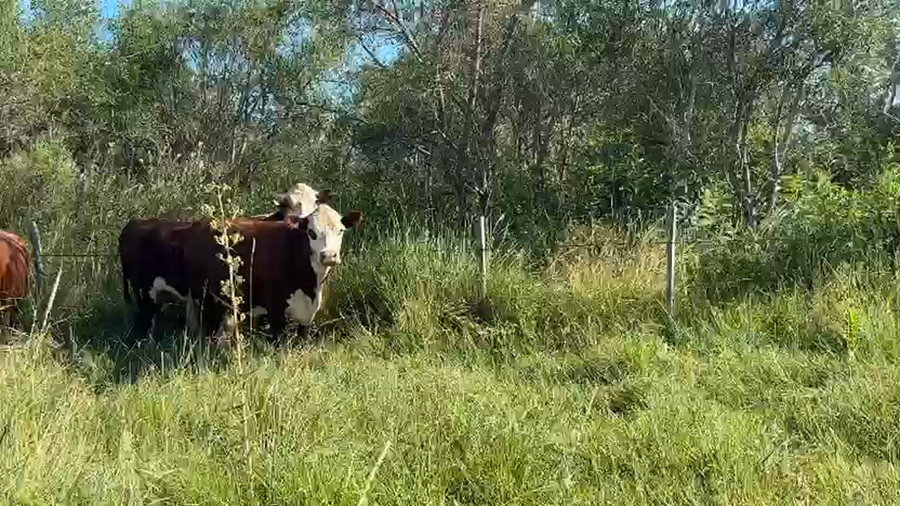 Lote 33 Vaca Exportacion