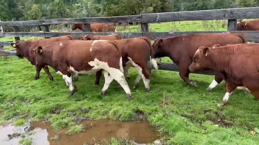 Lote 22 Ternero en Cisnes, XI Región Aysén