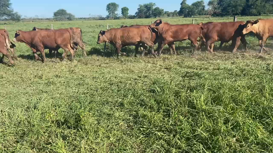 Lote 85 Novillitos en Pirané, Formosa