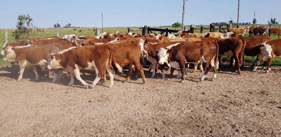 Lote 60 Novillitos en Esquina, Corrientes