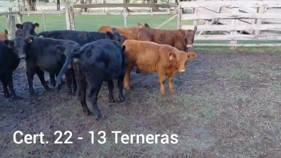 Lote TERNERAS
