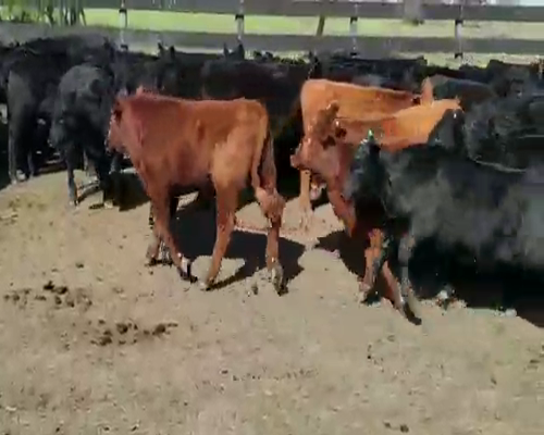 Lote 70 Terneros/as en Villaguay, Entre Ríos