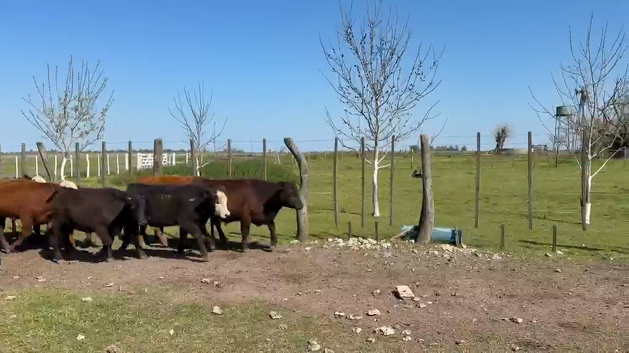 Lote 100 Terneros en Entre Ríos, Gualeguaychú