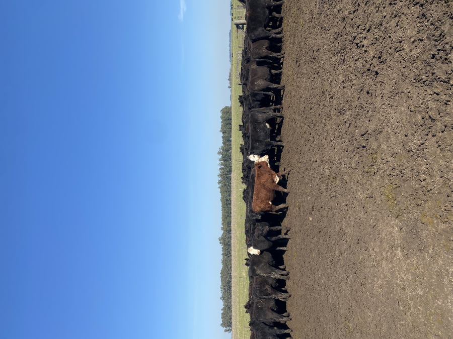 Lote 102 Terneros en Ayacucho