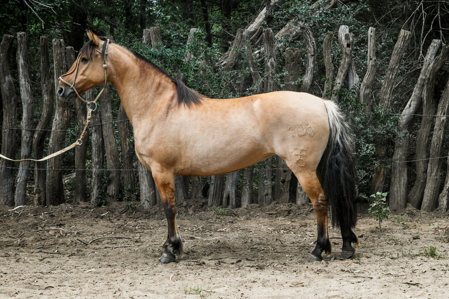 Lote CHAMAICO CENTENARIA