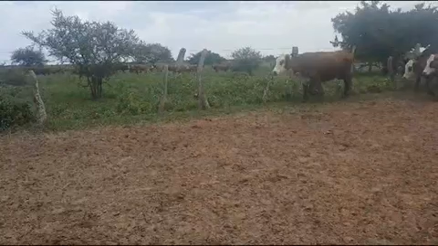 Lote 45 Vacas CUT con cría en Esquina, Corrientes