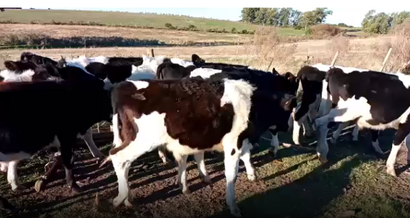 Lote 10 Terneros en San José