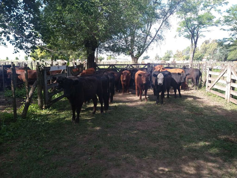 Lote 29 Vaquillonas en Gral. Lamadrid, Buenos Aires