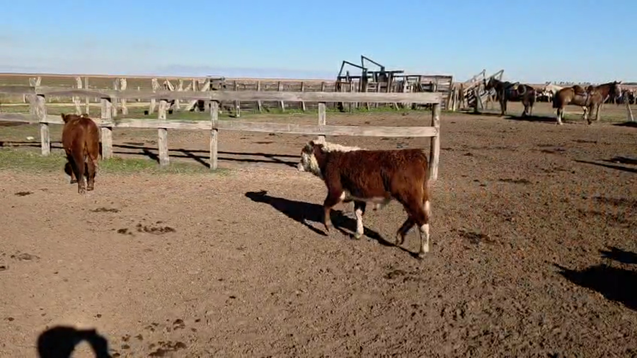 Lote 35 Terneros