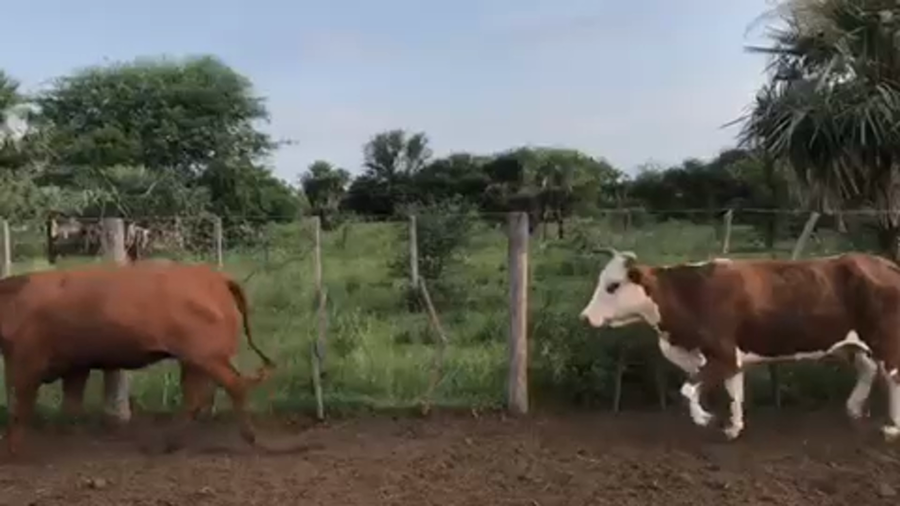 Lote 43 Vacas nuevas Preñadas en Pto. Eva Perón, Chaco