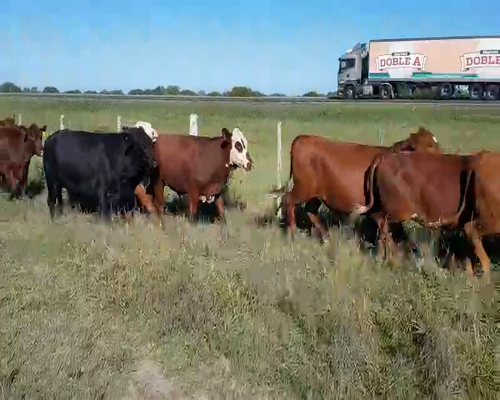 Lote 35 Vacas de invernar en Empedrado, Corrientes