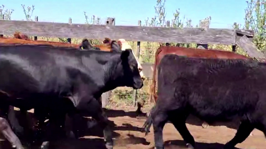 Lote 80 NOVILLITOS, TAPALQUE, PCIA. BS. AS.