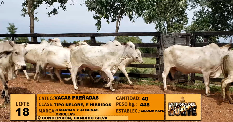 Lote Lote 18