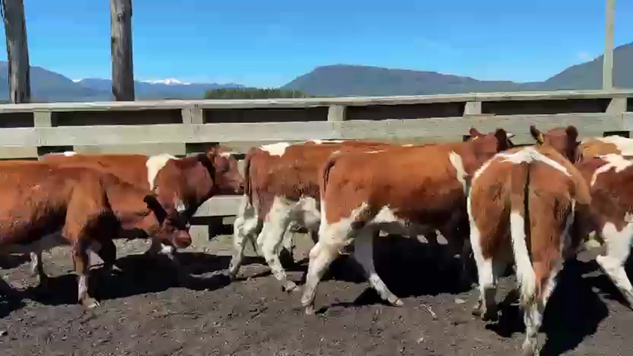 Lote 30 Vaquilla Engorda en Melipeuco, IX Región Araucanía