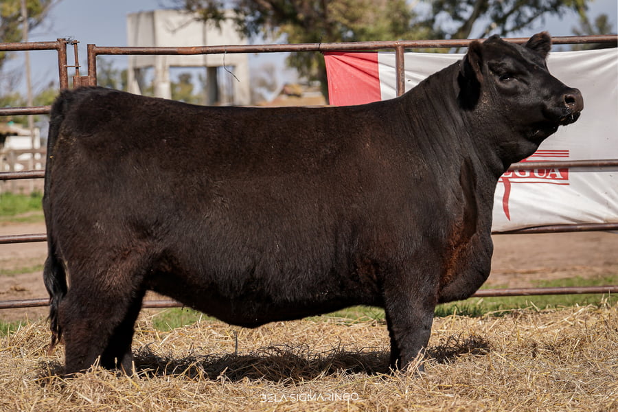 Lote TERNERAS ANGUS ELITE