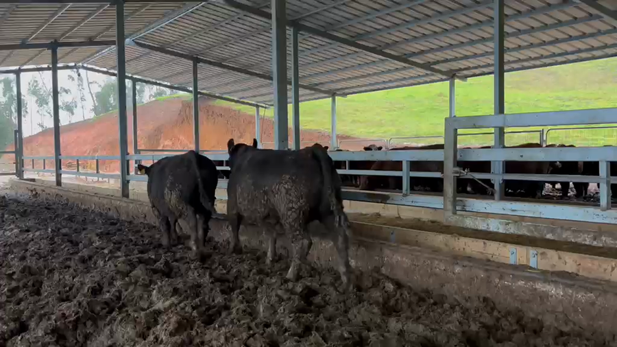 Lote 42 Novillo Gordo en Toltén, IX Región Araucanía