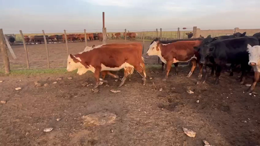Lote 60 Terneras en San Cayetano
