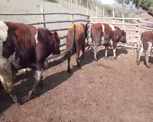 Lote 24 Torete en Melipilla, Región Metropolitana