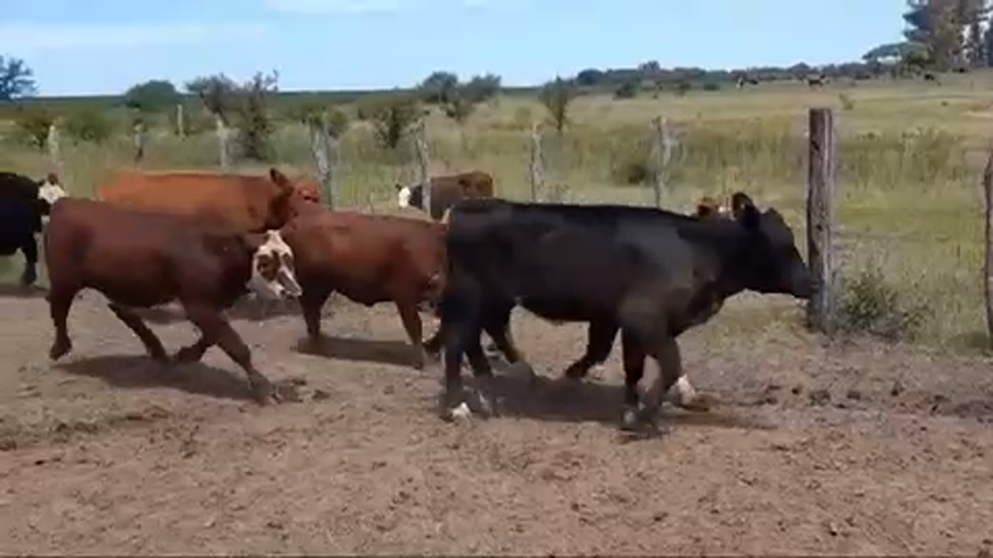 Lote 65 Terneros/as en Gral. Galarza, Entre Ríos