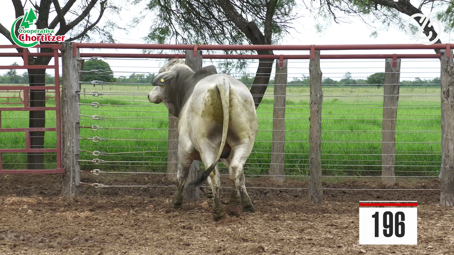 Lote Brahman