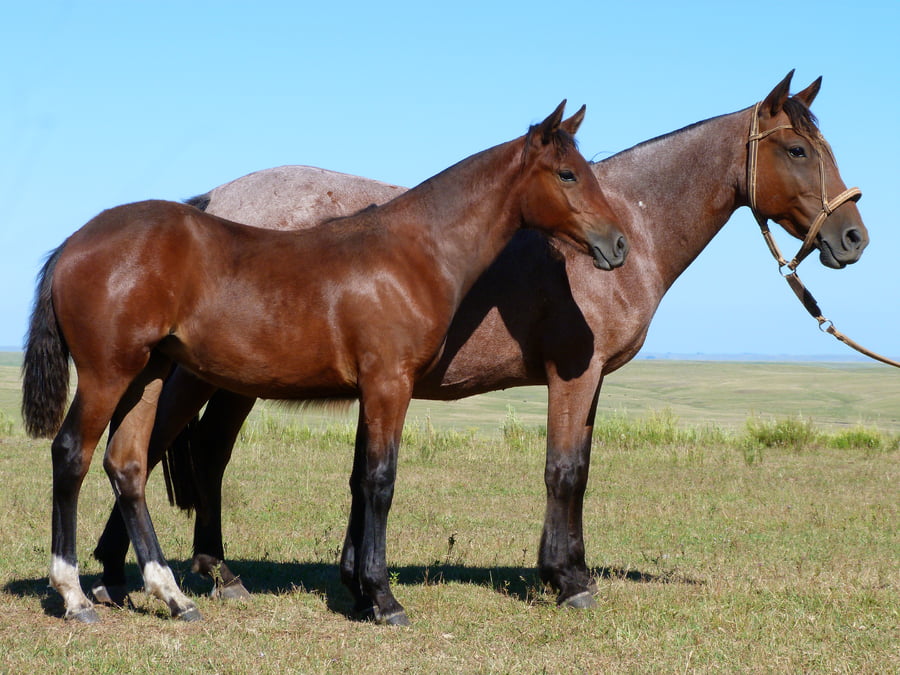 Lote Mandarina de los Relinchos