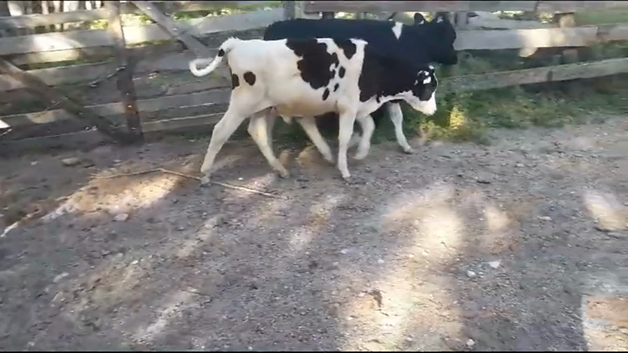 Lote (Vendido)2 Terneros Holando HOLANDO a remate en #39 Pantalla Carmelo 140kg -  en COLONIA SUIZA