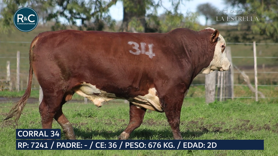 Lote Toro Braford